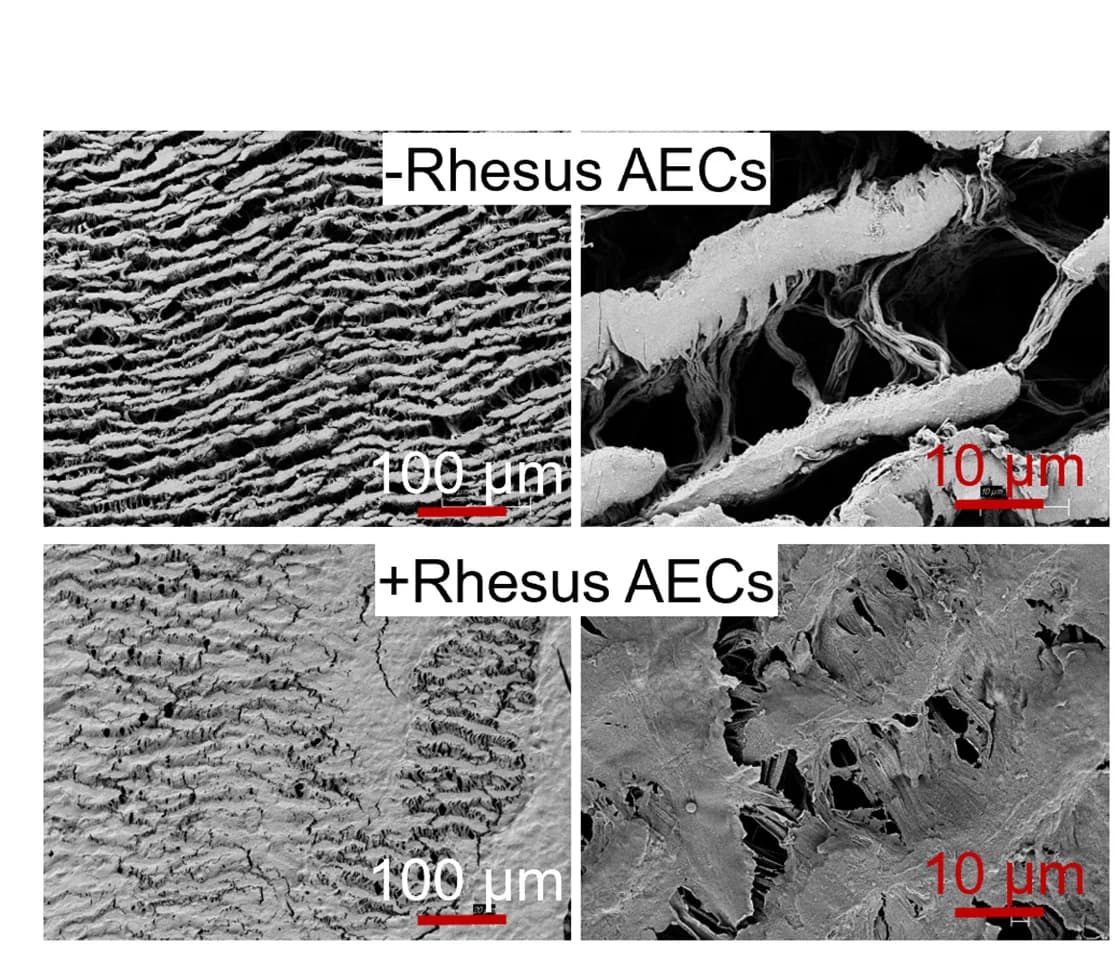 Open access visualization of Microscopy, Scanning Electron Microscopy, ePTFE, Rhesus AEC-ePTFE