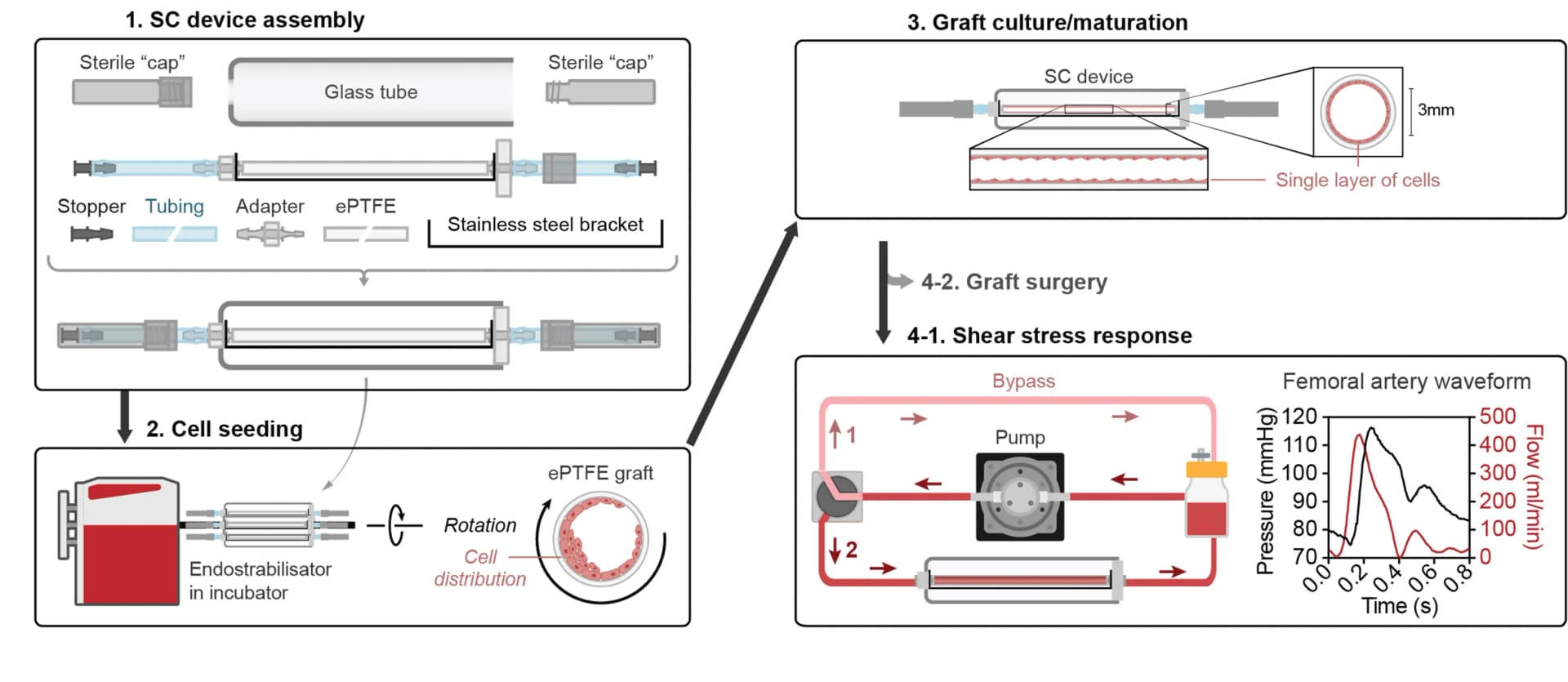 Open access visualization of Workflow, Line Plot, Seeding Device, Cell Seeding, Graft Culture