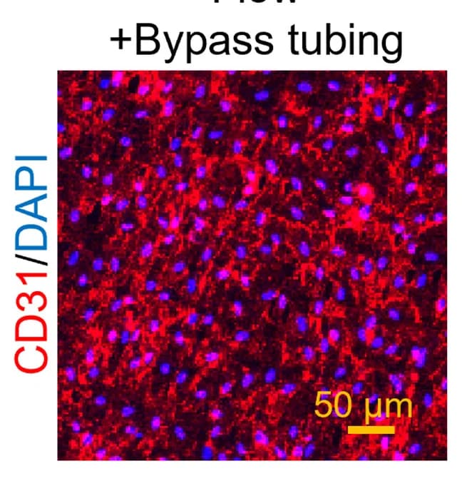 Open access visualization of Microscopy, CD31, DAPI Staining, Flow Culture, Bypass Tubing