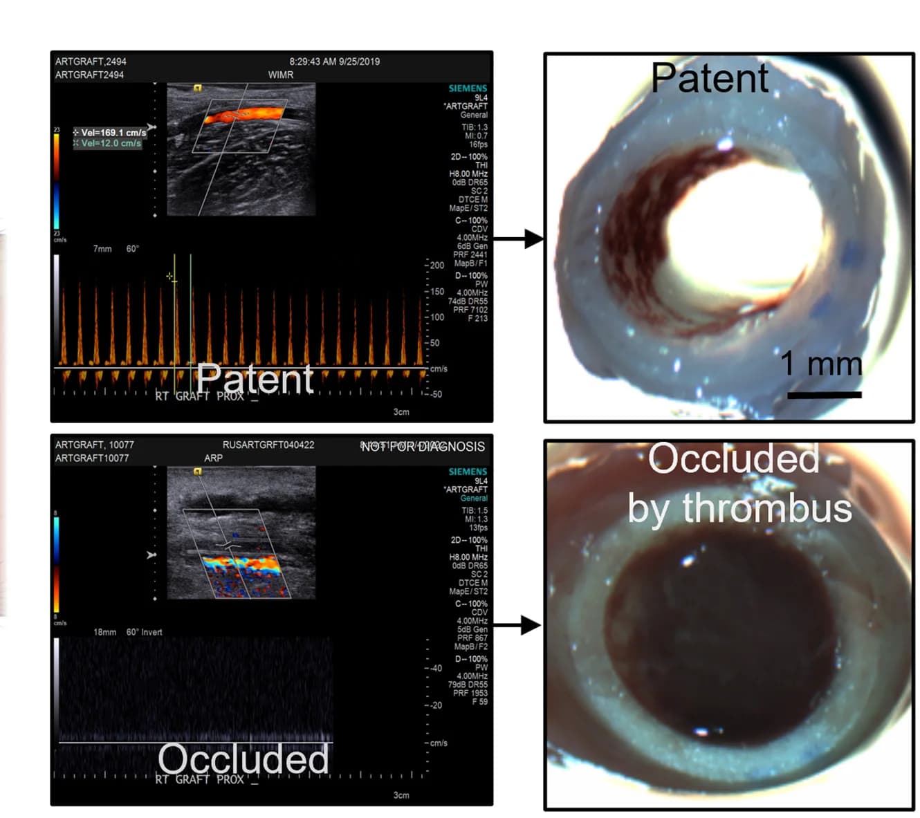 Open access visualization of Microscopy, Photo, Line Plot, Ultrasound, Morphology
