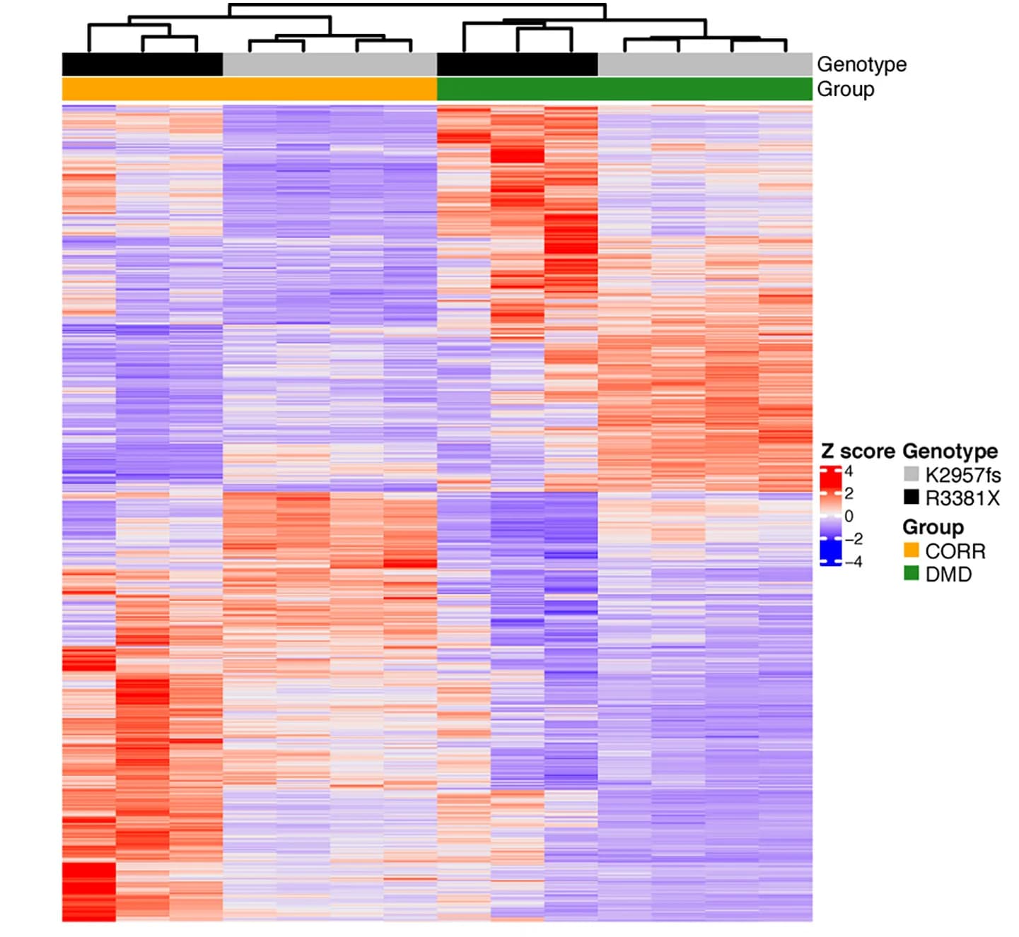 Open access visualization of Heatmap, Clustered, DE Genes, DMD, CORR MPCs