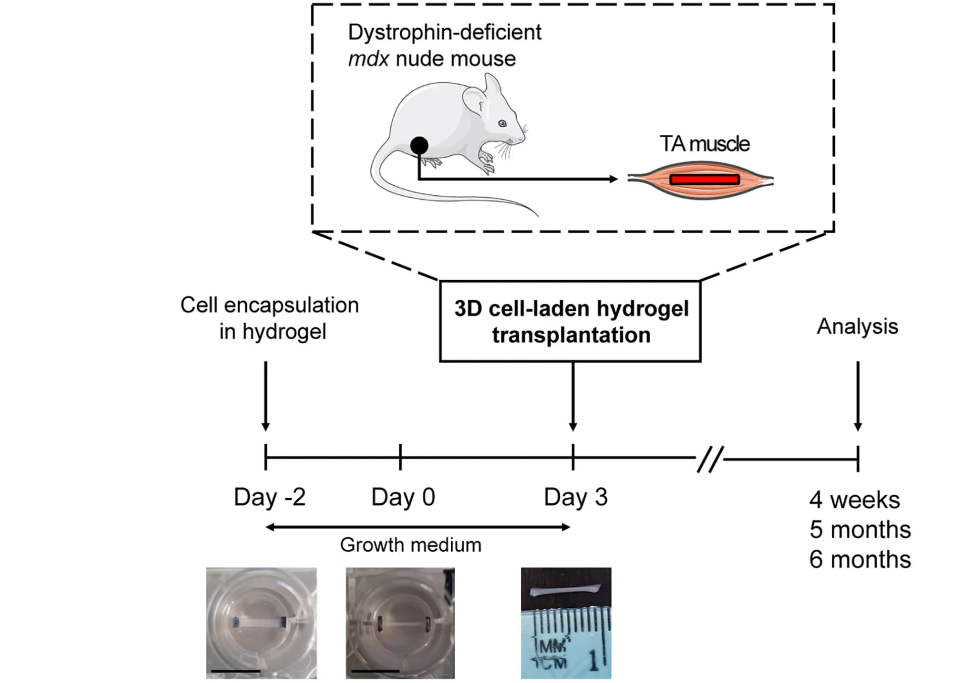 Open access visualization of Workflow, Illustration, Photo, Hydrogel, Cell-laden constructs