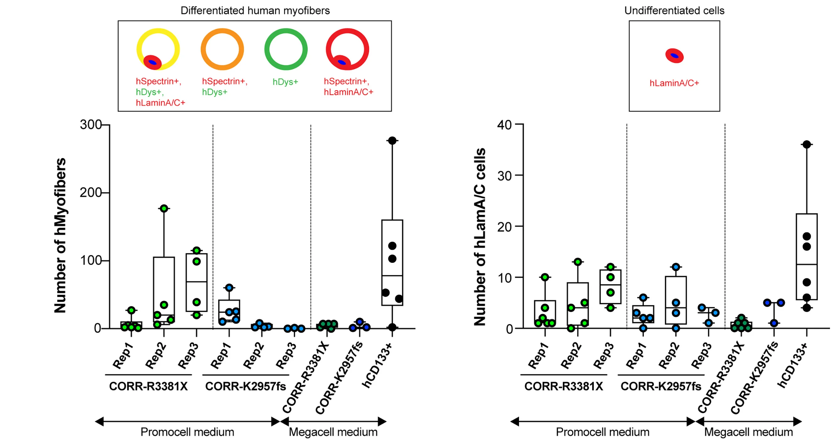 Open access visualization of Box Plot, Scatter Plot, Myofibers, Undifferentiated Cells, Experimental Condition