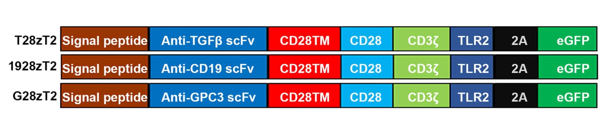 Open access visualization of Workflow, Illustration, CAR Vector, CD8, CD28