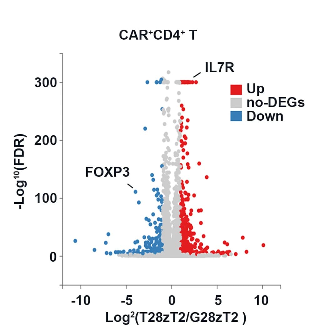 Open access visualization of Volcano Plot, Scatter Plot, DEGs, RNA-seq, T28zT2 CAR+ CD4+ T Cells