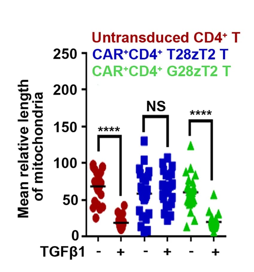 Open access visualization of Scatter Plot, Mitochondria Length, ImageJ, CAR+CD4+T28zT2, CAR+CD4+G28zT2