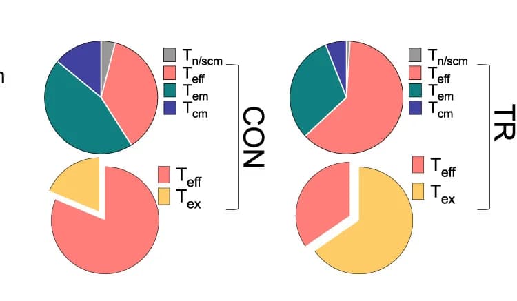 Open access visualization of Pie Chart, CD8+ T Cells, T Cell Subsets, Flow Cytometry, Tex
