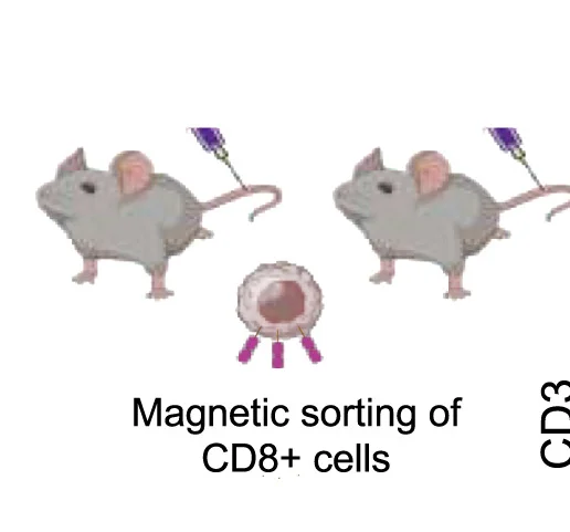 Open access visualization of Illustration, Workflow, CD8+ Cells, Blood Samples, Cell Sorting