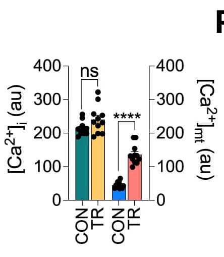 Open access visualization of Bar Plot, Error Bars, Live-Cell Imaging, Calcium Imaging, GCaMP6f
