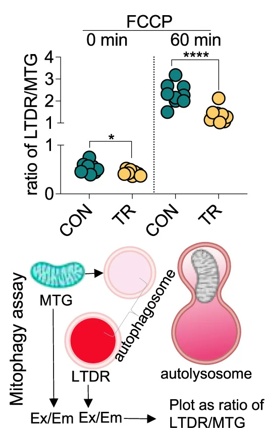 Open access visualization of Scatter Plot, Illustration, Mitophagy, LTDR, MTG