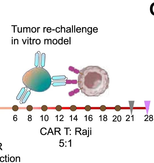 Open access visualization of Workflow, Illustration, CAR T Cells, Raji Cells, Co-culture