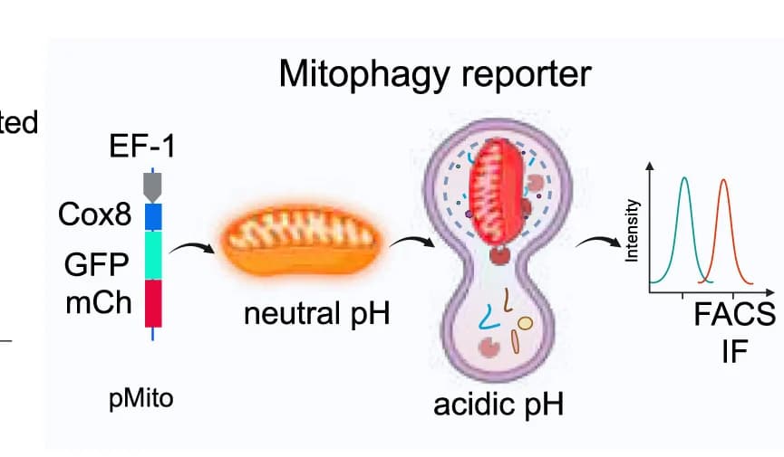 Open access visualization of Workflow, Line Plot, Mitophagy, CAR T Cells, mCherry