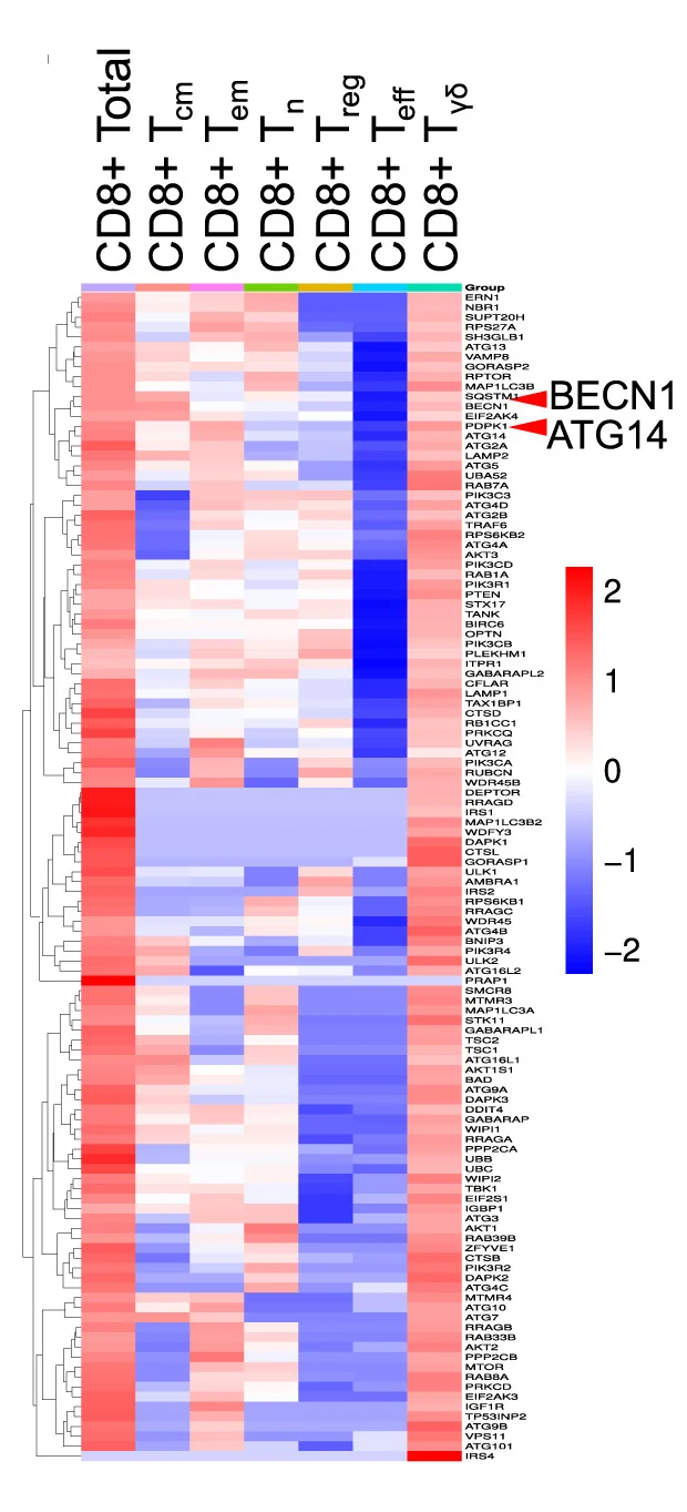 Open access visualization of Heatmap, Clustered, Transcriptomic Analysis, CAR T Cells, Single-Cell RNA Sequencing
