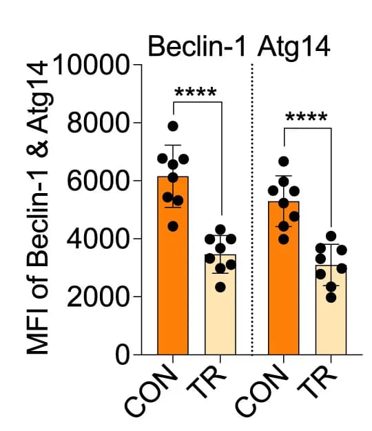 Open access visualization of Bar Plot, Error Bars, Clustered, Beclin-1, Atg14