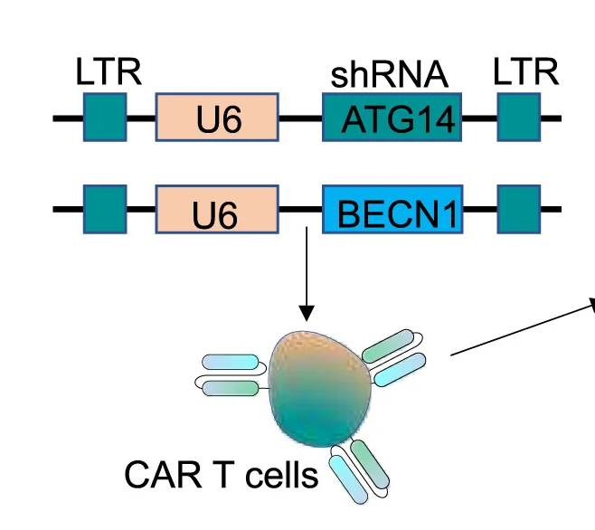 Open access visualization of Workflow, Illustration, shRNA, ATG14, BECN1