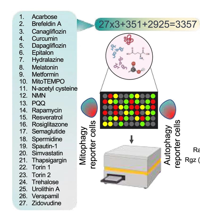 Open access visualization of Illustration, Workflow, Autophagy, Mitophagy, Jurkat Stable Cells