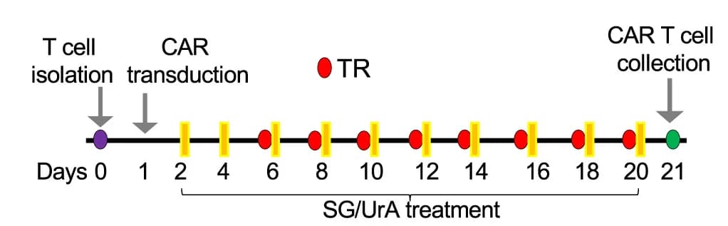 Open access visualization of Workflow, T Cell Isolation, CAR T Cell Transduction, Drug Treatment