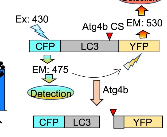 Open access visualization of Workflow, Illustration, Bar Plot, FRET-LC3II Plasmid, RFU Ratio