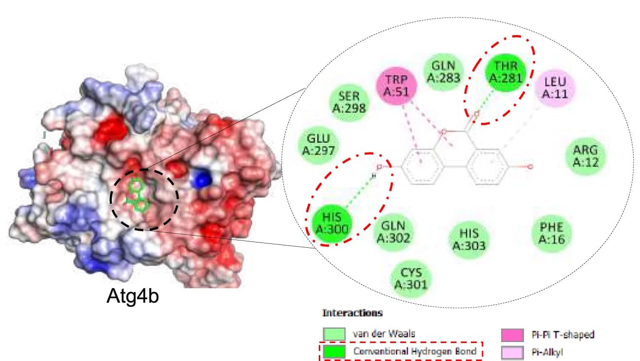 Open access visualization of Protein Structure, Chemical Structure, Atg4b Interaction, Structural Model, Amino Acids