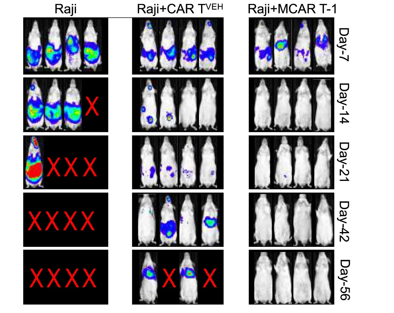 Open access visualization of Microscopy, Tumor Burden, Mice, In Vivo Imaging