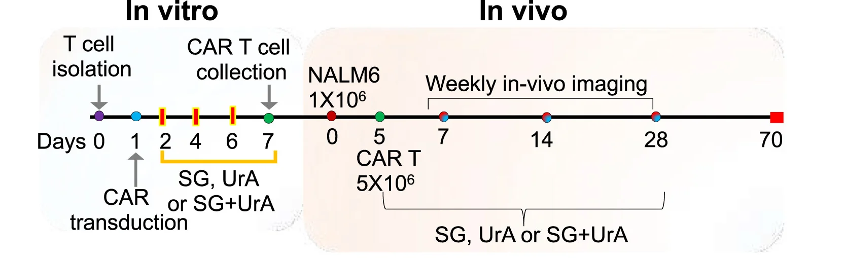 Open access visualization of Line Plot, Line Step, NALM6 Tumor Model, CAR T Cells, In Vivo Imaging