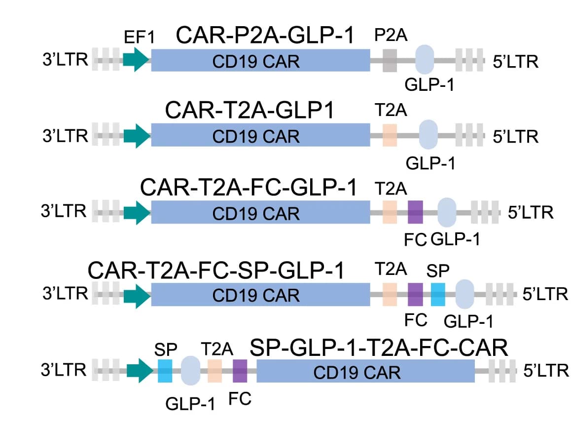 Open access visualization of Illustration, GLP-1 CAR Constructs, CAR molecule, P2A Cleavage Sites, T2A Cleavage Sites