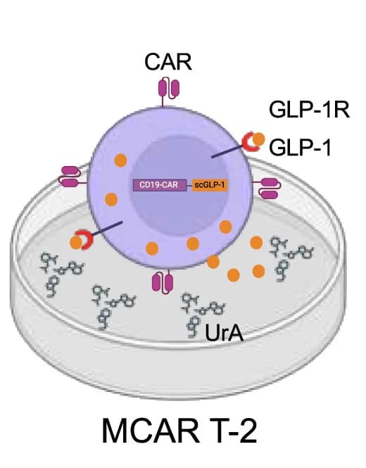 Open access visualization of Illustration, scGLP-1/CAR T Cell, MCAR T-2, UrA
