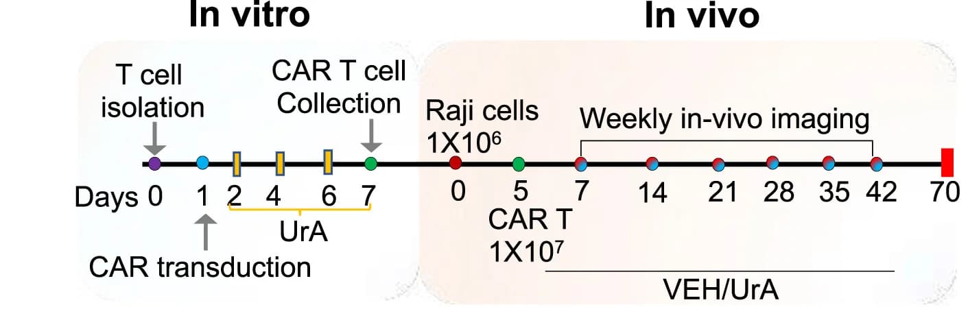Open access visualization of Workflow, In Vitro, In Vivo, Experimental Setup, Raji Tumor-Bearing Mice