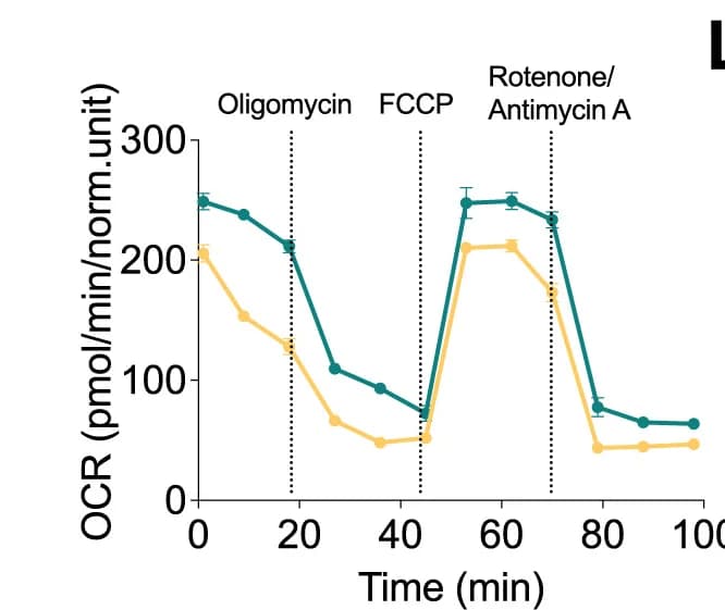 Open access visualization of Line Plot, Error Bars, OCR, Seahorse XF Analyzer, Mitochondrial Function