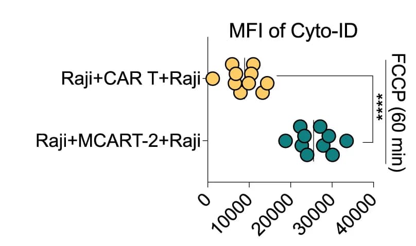Open access visualization of Scatter Plot, Mitophagy, Autophagy, Autophagy-Positive Cells