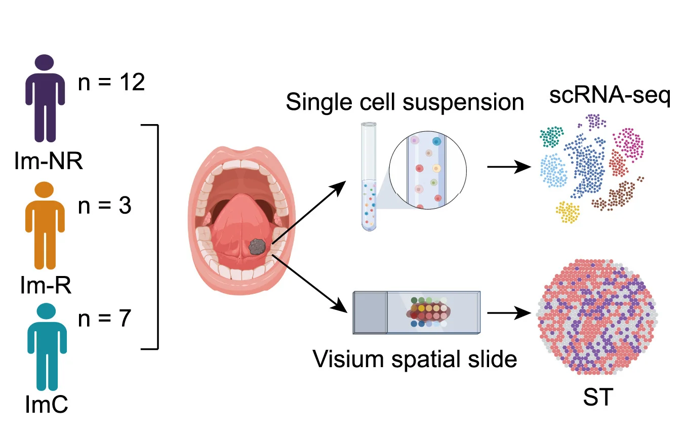 Open access visualization of Workflow, Scatter Plot, scRNA-seq, Spatial Transcriptomic Analysis, Sample Collection