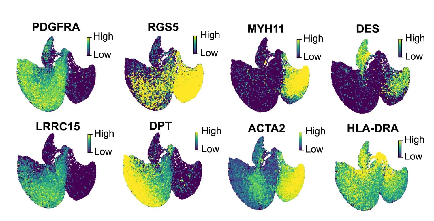 Open access visualization of Scatter Plot, UMAP, UMAP Plots, Gene Expression Levels, Fibroblast Markers