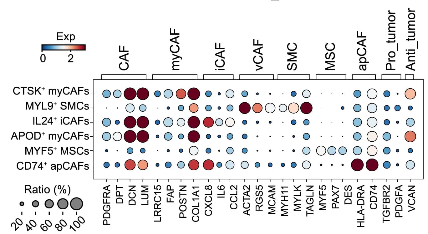 Open access visualization of Bubble Plot, Heatmap, Dot Plots, Fibroblast Markers, Gene Expression