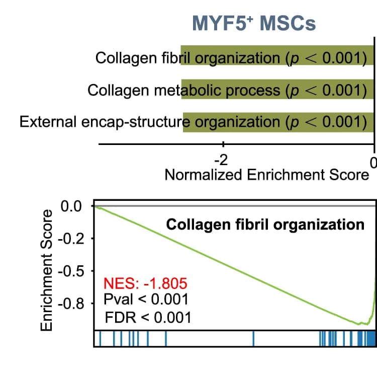 Open access visualization of Bar Plot, Line Plot, GSVA Analysis, MYF5+MSCs, Collagen Organization
