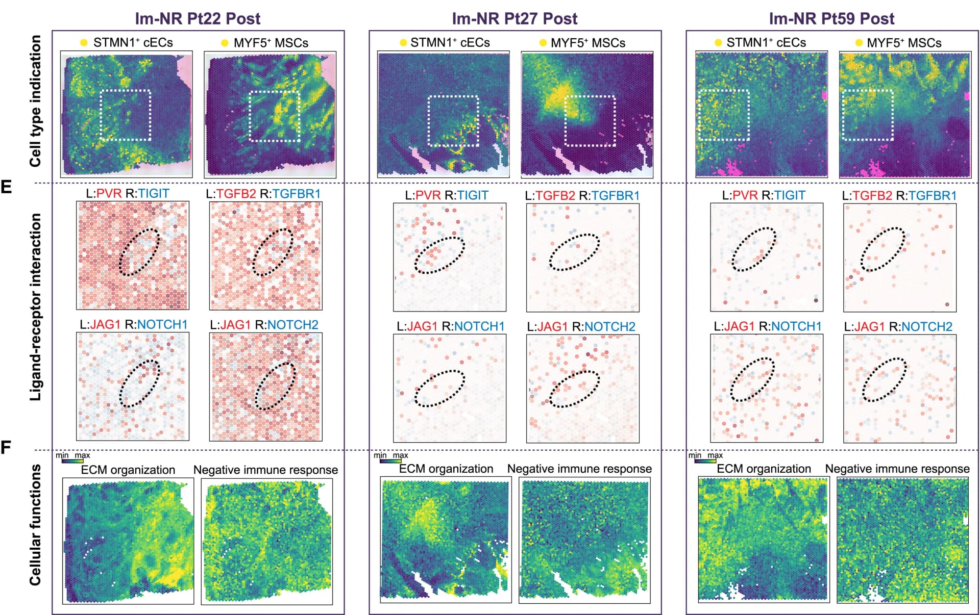 Open access visualization of Heatmap, Scatter Plot, Spatial Feature Plots, STMN1+cECs, MYF5+MSCs Subsets