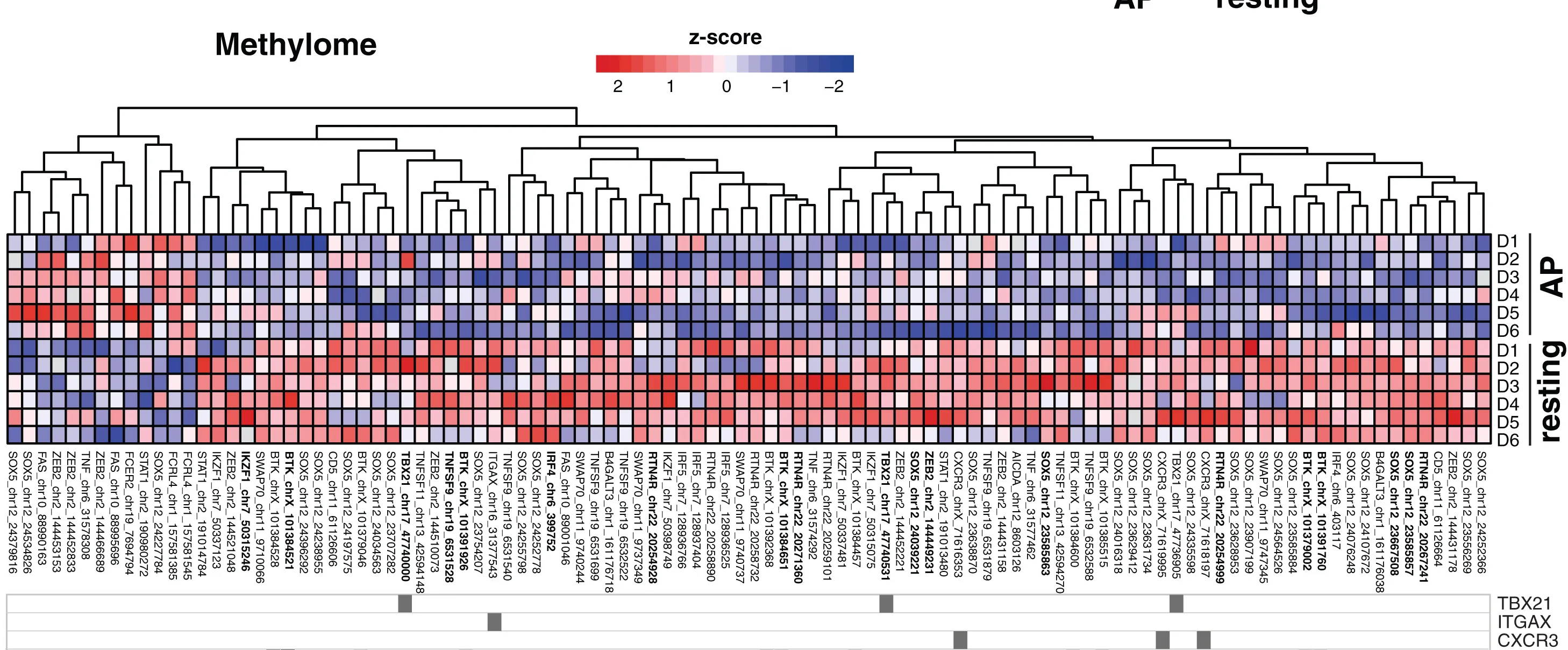 Open access visualization of Heatmap, Clustered, Methylation, CpG, Age-Associated B Cells