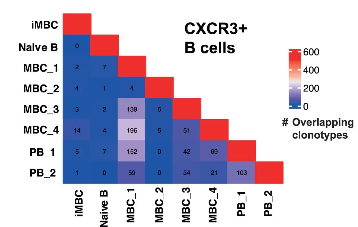 Open access visualization of Heatmap, Clonotypes, CXCR3+ B Cell Subsets, B Cell Subsets