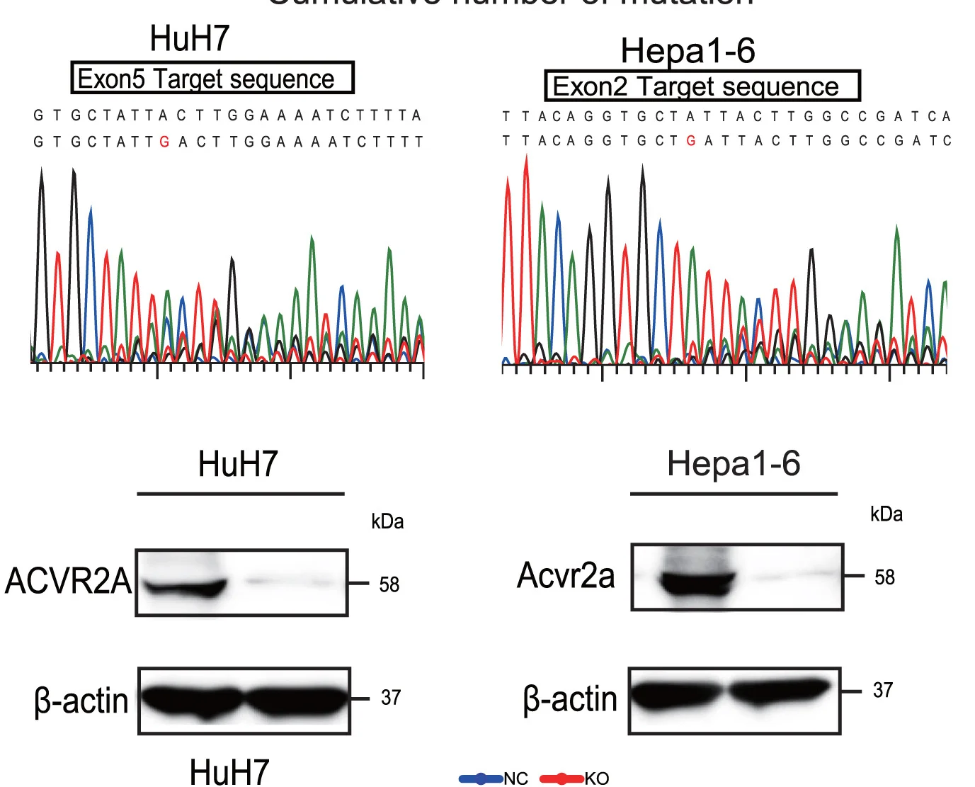 Open access visualization of Line Plot, Gel, Sequencing Analysis, Western Blot Analysis, ACVR2A