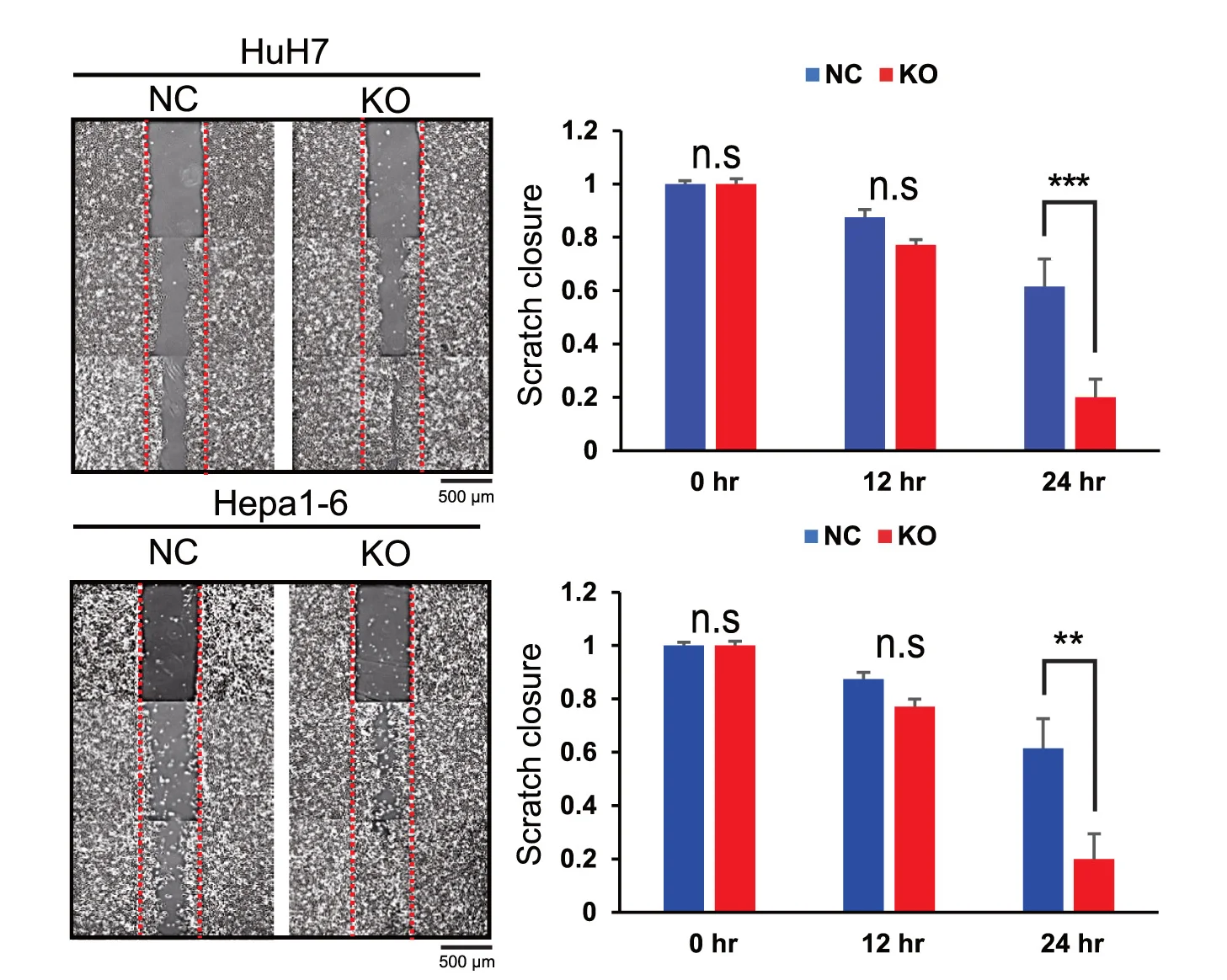 Open access visualization of Bar Plot, Error Bars, Photo, Microscopy, Wound Healing Assay
