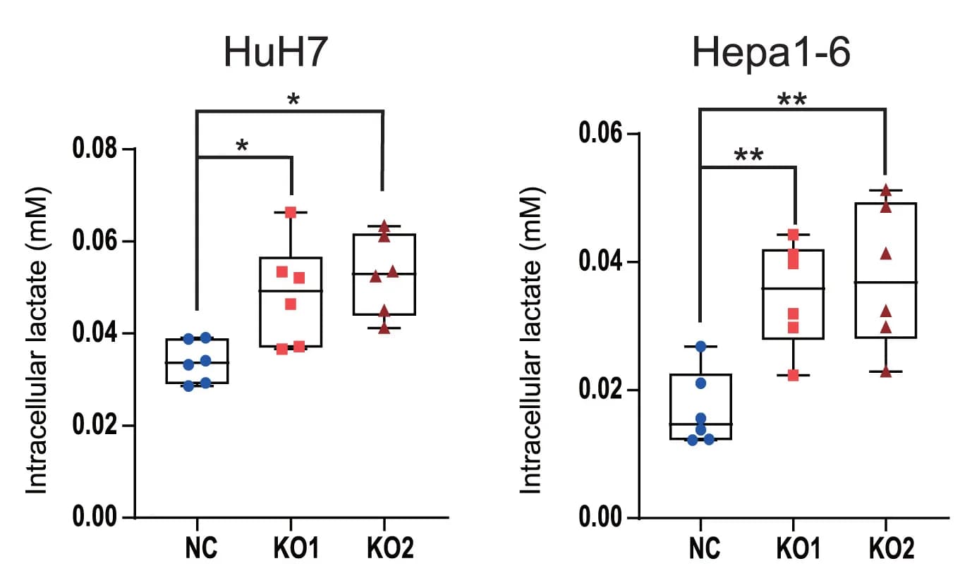Open access visualization of Box Plot, Scatter Plot, Intracellular Lactate, Mann-Whitney U Test, Percentiles