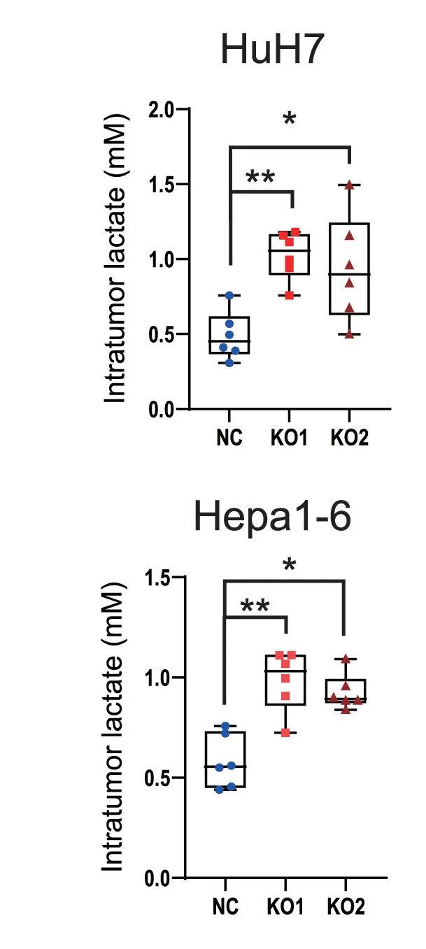 Open access visualization of Box Plot, Scatter Plot, Intratumoral Lactate Levels, HuH7 KO Cells, Hepa1-6 KO Cells