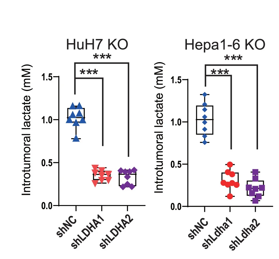 Open access visualization of Scatter Plot, Box Plot, Intratumoral Lactate Levels, Hepa1-6 KO Cells, LDHA Knockdown