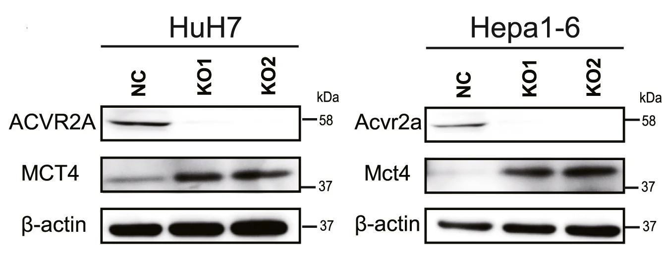Open access visualization of Gel, Western Blot, MCT4 Expression, HuH7 KO Cells, Hepa1-6 KO Cells