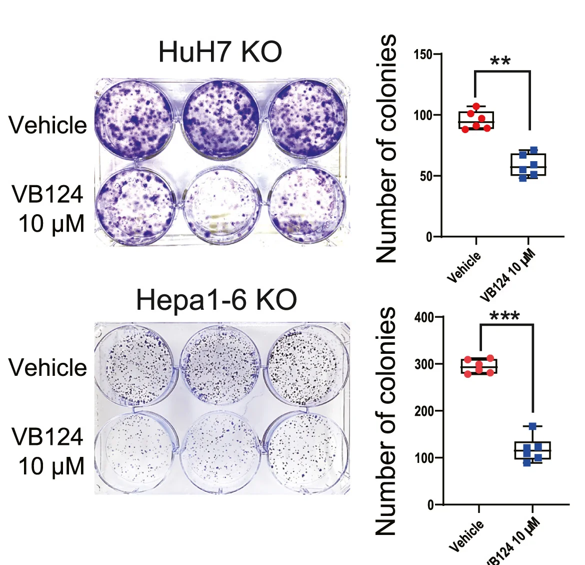 Open access visualization of Box Plot, Photo, Colony Formation Assay, HuH7 KO Cells, Hepa1-6 KO Cells