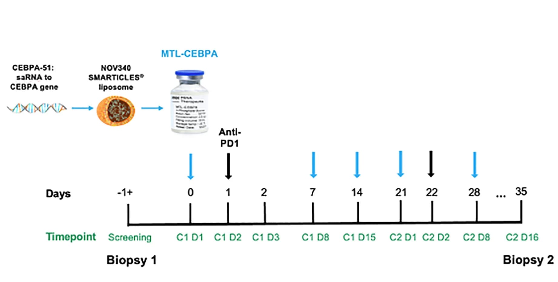 Open access visualization of Workflow, Illustration, Dosing Schedule, MTL-CEBPA, Pembrolizumab