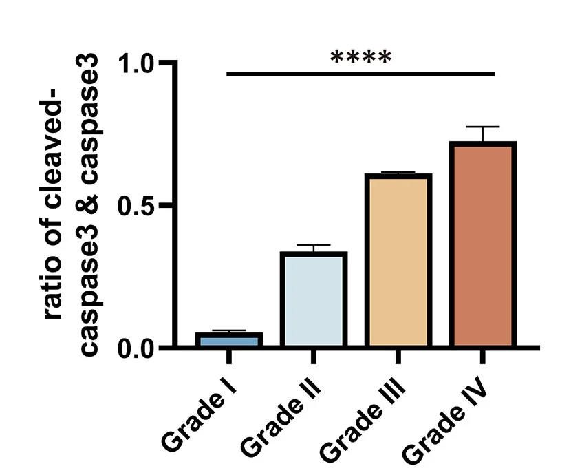 Open access visualization of Bar Plot, Error Bars, Statistical Analysis, Cleaved Caspase-3, Caspase-3