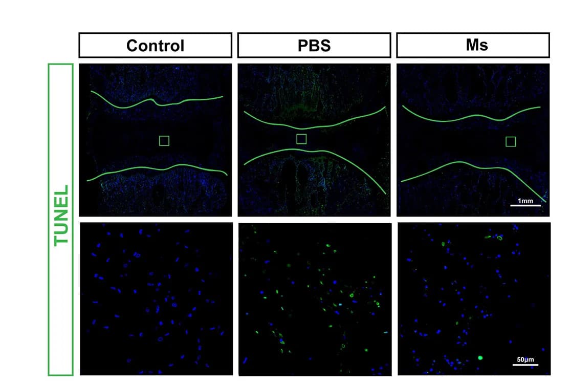 Open access visualization of Microscopy, ELISA, IL-1, IL-6, IL-10