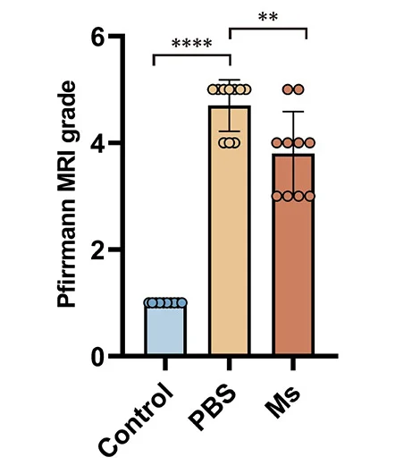 Open access visualization of Bar Plot, Error Bars, Pfirrmann Degenerative Grades, Rat Coccygeal IVDs