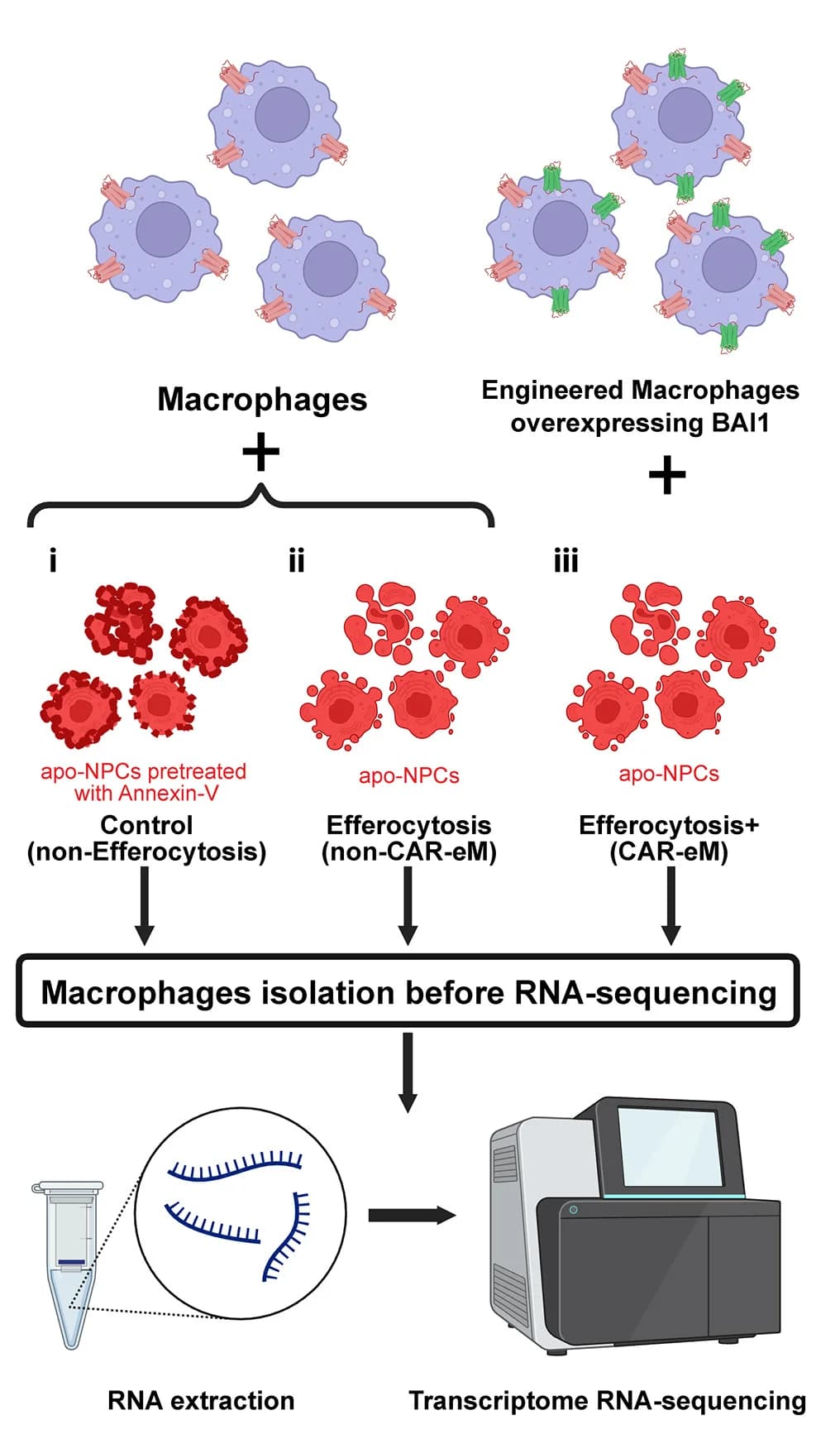Open access visualization of Workflow, Illustration, RNA-seq, TDMs, Control