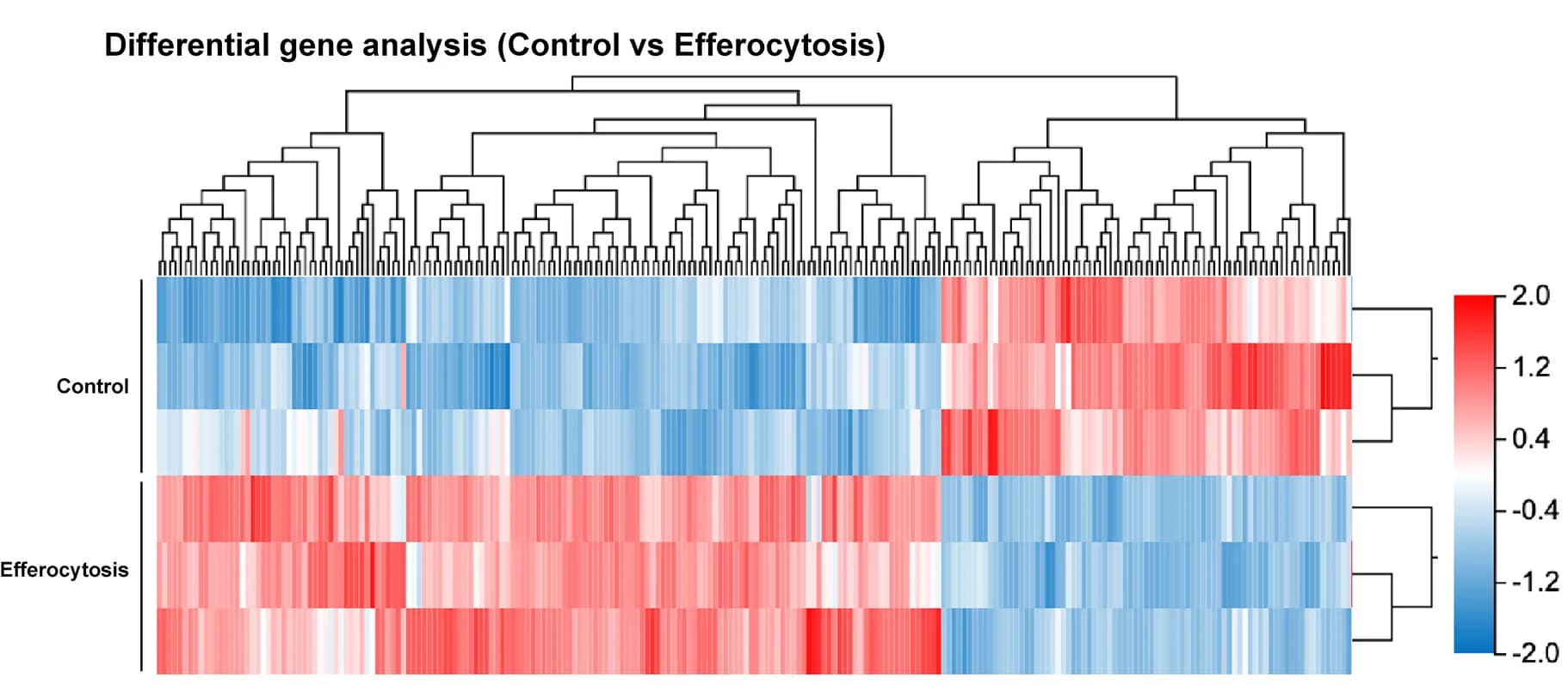 Open access visualization of Heatmap, Clustered, Gene Expression, Control, Efferocytosis